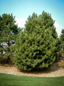 Сосна Чёрная (Pinus Nigra) купить по цене от 270.00р. в интернет-магазине «Посадика» с доставкой почтой в в Чегеме и по всей России – [изображение №1].