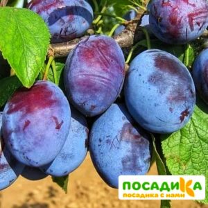 Слива Чачакская ранняя купить по цене от 229.00р. в интернет-магазине «Посадика» с доставкой почтой в в Чегеме и по всей России – [изображение №1].