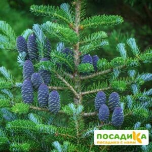 Пихта корейская (Abies koreana) купить по цене от 450.00р. в интернет-магазине «Посадика» с доставкой почтой в в Чегеме и по всей России – [изображение №1].