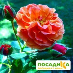 Роза Арабия купить по цене от 350.00р. в интернет-магазине «Посадика» с доставкой почтой в в Чегеме и по всей России – [изображение №1].