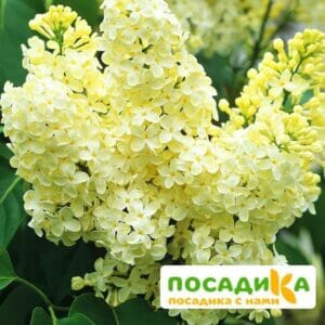 Сирень Примроуз (Primrose) купить по цене от 529.00р. в интернет-магазине «Посадика» с доставкой почтой в в Чегеме и по всей России – [изображение №1].