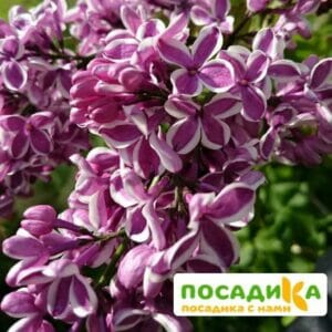 Сирень Сенсация купить по цене от 529.00р. в интернет-магазине «Посадика» с доставкой почтой в в Чегеме и по всей России – [изображение №1].