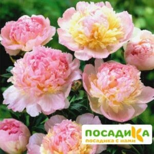 Пион Распберри Сандей (Paeonia Raspberry Sundae) купить по цене от 959р. в интернет-магазине «Посадика» с доставкой почтой в в Чегеме и по всей России – [изображение №1].