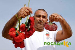 Клубника Гигант Джорнея купить по цене от 266р. в интернет-магазине «Посадика» с доставкой почтой в в Чегеме и по всей России – [изображение №1].