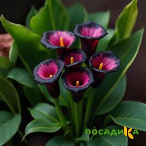 Калла Аура Лейс купить по цене от 400р. в интернет-магазине «Посадика» с доставкой почтой в в Чегеме и по всей России – [изображение №1].
