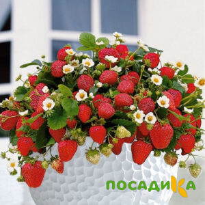 Клубника Рубиновый Шепот (горшечная) купить по цене от 240р. в интернет-магазине «Посадика» с доставкой почтой в в Чегеме и по всей России – [изображение №1].