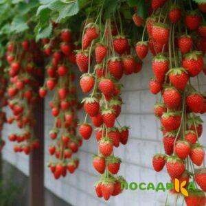 Клубника вьющаяся Комплимент купить по цене от 470р. в интернет-магазине «Посадика» с доставкой почтой в в Чегеме и по всей России – [изображение №1].