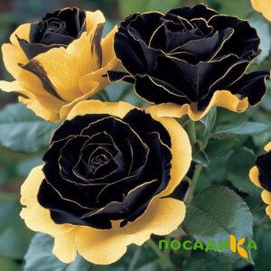 Роза Ханни Сикл купить по цене от 700р. в интернет-магазине «Посадика» с доставкой почтой в в Чегеме и по всей России – [изображение №1].