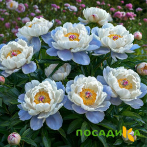 Пион акварельный Этюд купить по цене от 806р. в интернет-магазине «Посадика» с доставкой почтой в в Чегеме и по всей России – [изображение №1].