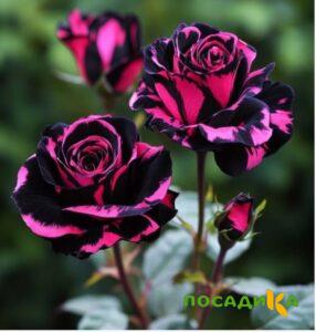 Роза Багровый Шепот купить по цене от 366р. в интернет-магазине «Посадика» с доставкой почтой в в Чегеме и по всей России – [изображение №1].