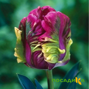 Тюльпан Экзотик Хэвен купить по цене от 186р. в интернет-магазине «Посадика» с доставкой почтой в в Чегеме и по всей России – [изображение №1].